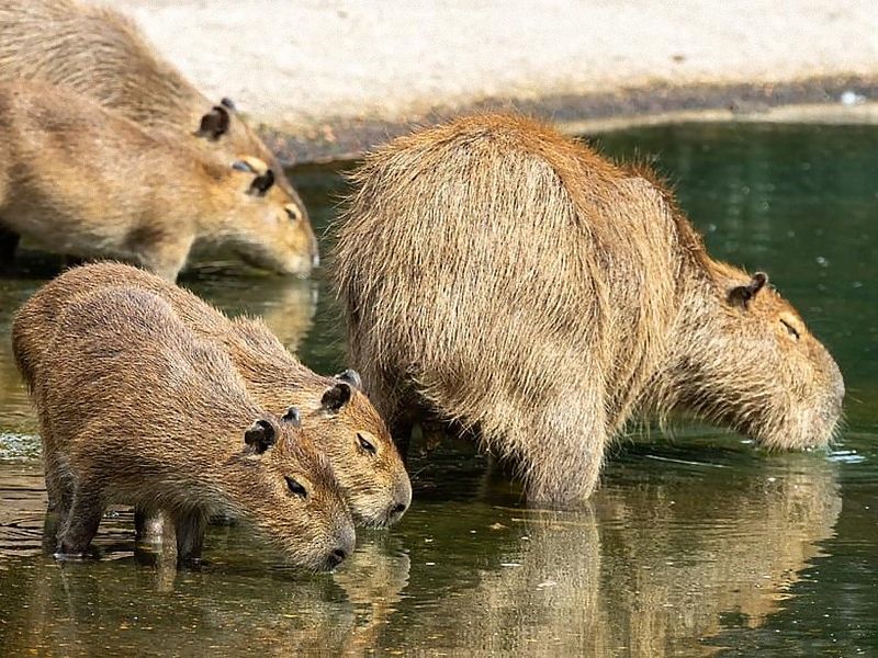 野生のカピバラ親子が川を渡ると こんなにかわいいものなんだ 海外の反応 らばq