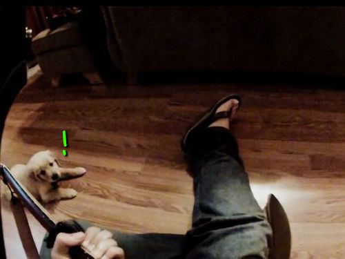 ギターを聴いてくれる子犬