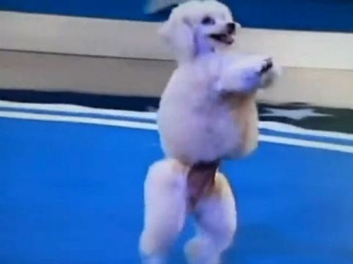 身体能力の高いプードル