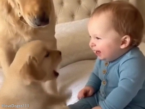 人間の赤ちゃんに子犬が飛び掛かろうとしたら…ママ犬が鉄壁のガードで阻止する