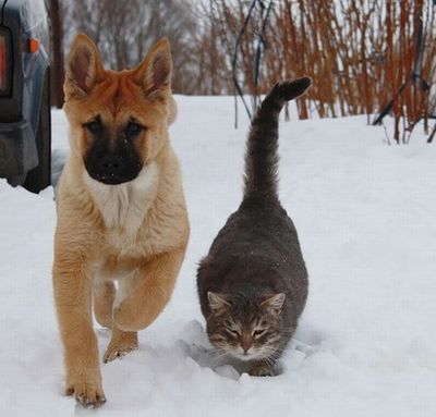 ロシアの犬と猫01