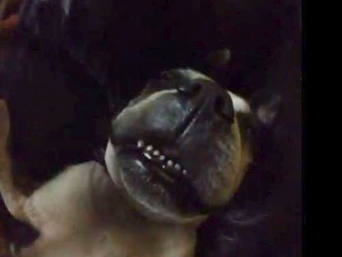 犬が起きた音01