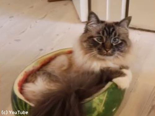 ǭ���Ƥʤ�ǤϤΥ٥åɤ�ȯ��00