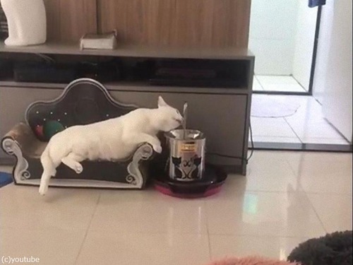 �Ǥ�ͥ���˿�����ǭ01