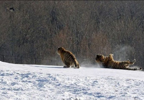 虎のジャンプ失敗05