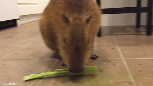 セロリをおいしそうに食べるカピバラ03