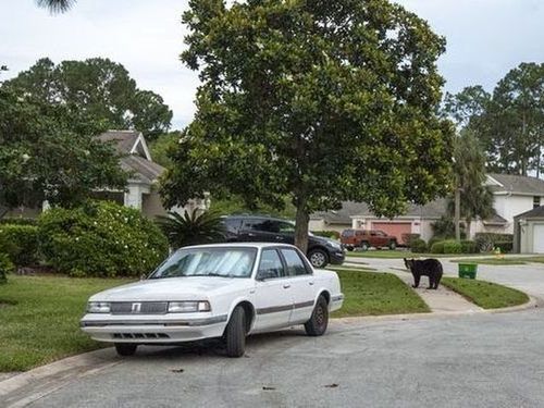 住宅街にクマが侵入02