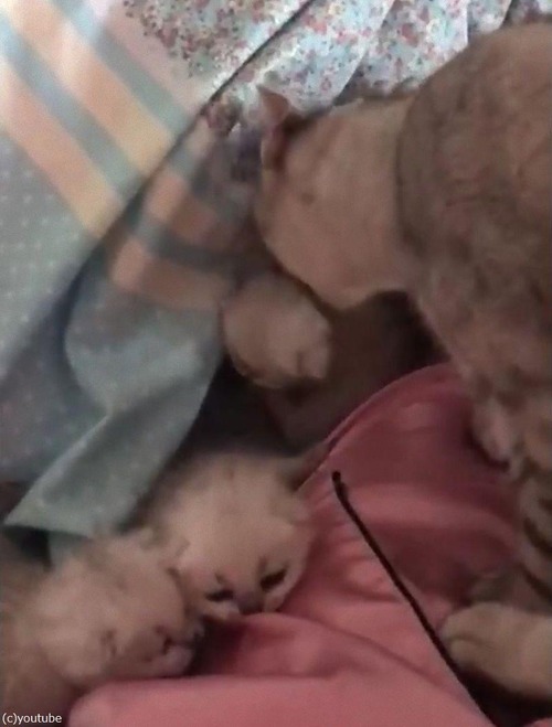 6匹の子猫を生んだママの行動04