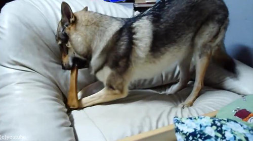 おもちゃが隠せない犬02