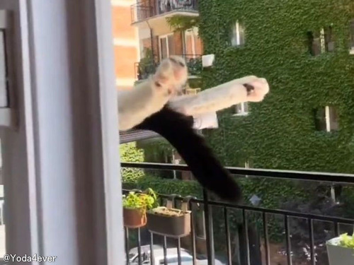 ベランダで寝ている猫を見て…心底うらやむ人が続出する