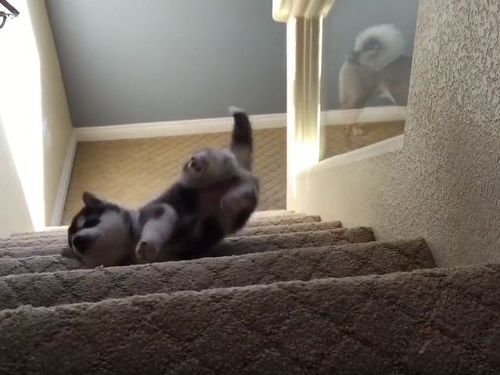 ハスキーの子犬と階段04