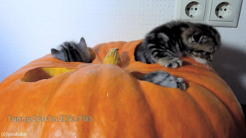 かぼちゃが猫ホイホイ03