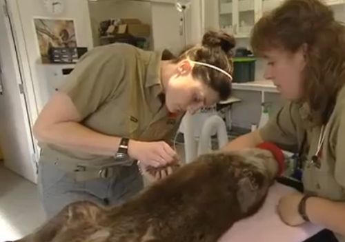 ウォンバット01