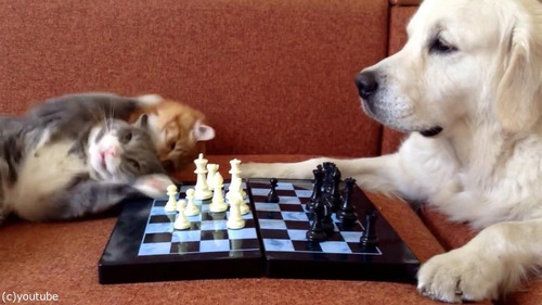 猫がチェスの審判をすると…04