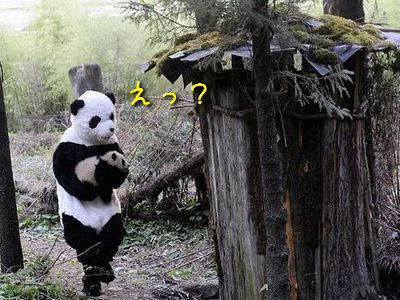 着ぐるみパンダ00