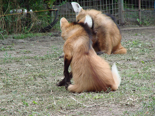 タテガミオオカミ03