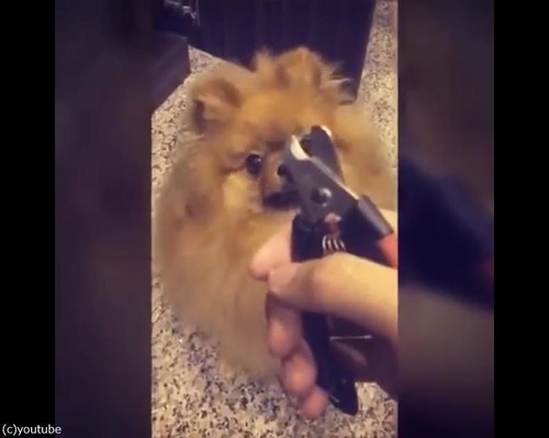 爪切りを見ると隠れるポメ01