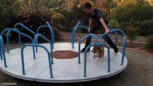 まわるコーギー犬04