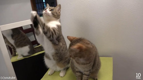 猫10匹と大きな鏡10