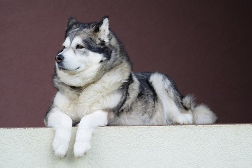 Siberian Husky