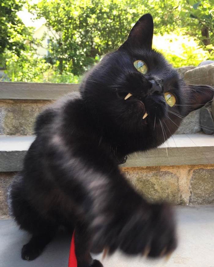黒猫を拾って育てたら吸血鬼みたいになっちゃった でもかわいい らばq 黒猫を拾って育てたら吸血鬼みたいになっちゃった でもかわいい らばq