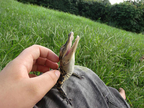 07Baby 赤ちゃん動物たち baby crocodile
