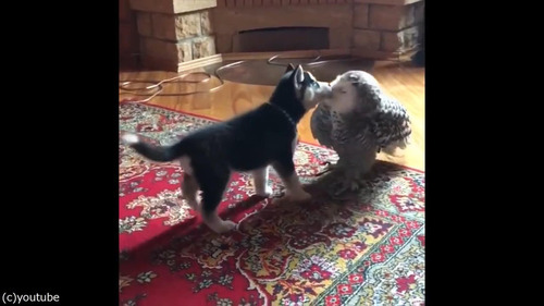 子犬とフクロウの愛情06