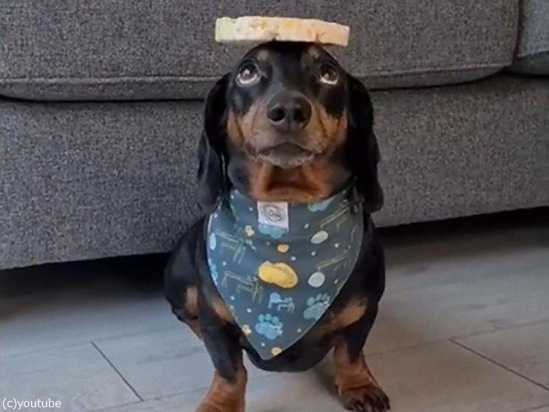 頭の上でバランスを取るのが得意な犬に お餅を何枚乗せられる 動画 らばq 頭の上でバランスを取るのが得意な犬に お餅を何枚乗せられる 動画 らばq