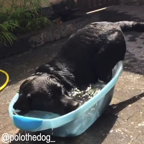 小プールと犬03