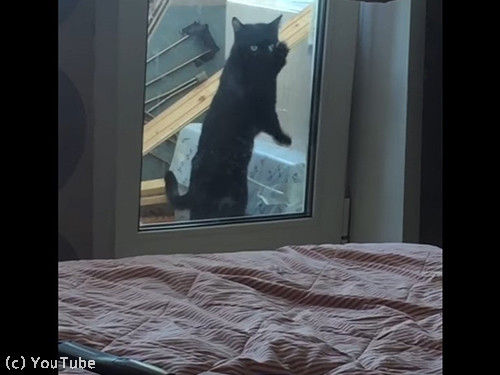 アライグマと遊んでたら…意外な結末06