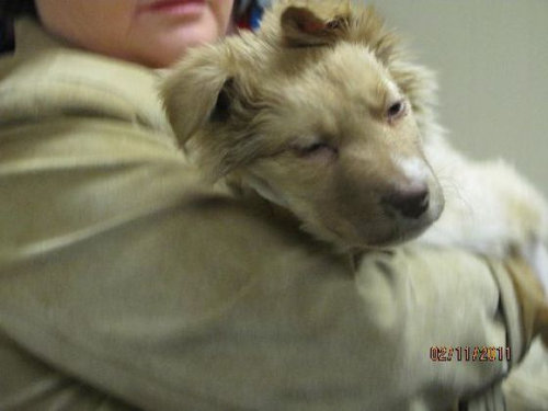 子犬を拾った08