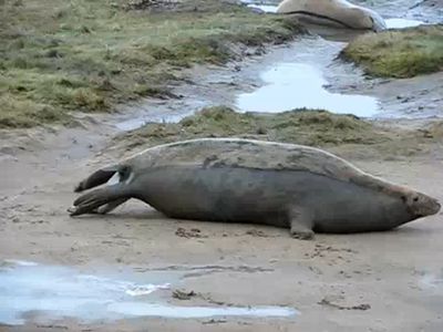 アザラシの出産
