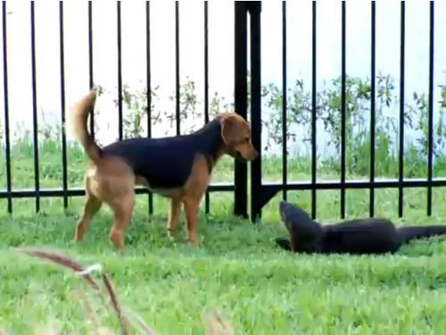 犬とカワウソ