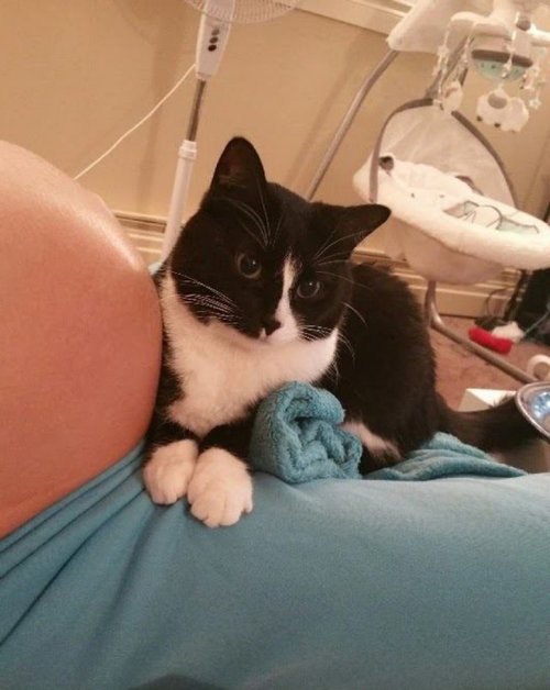 お腹にいるときから私の赤ちゃんを守ってくれた猫 ついに対面の日を迎えて 愛でいっぱいの写真 らばq