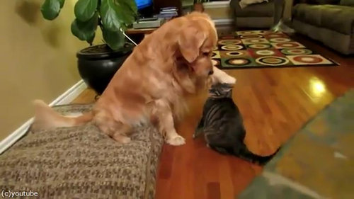 犬にハグする猫02