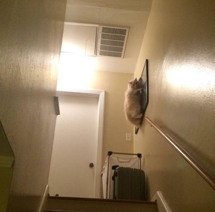 「犬と猫の仲が悪いと…こうなるよね」残念な関係の写真いろいろらばQ