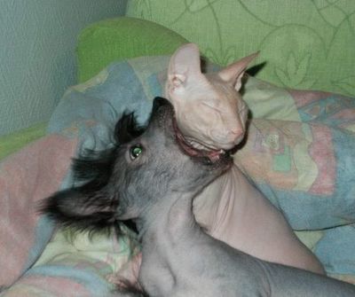 猫にかぶりつく犬