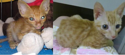 救助された犬や猫07