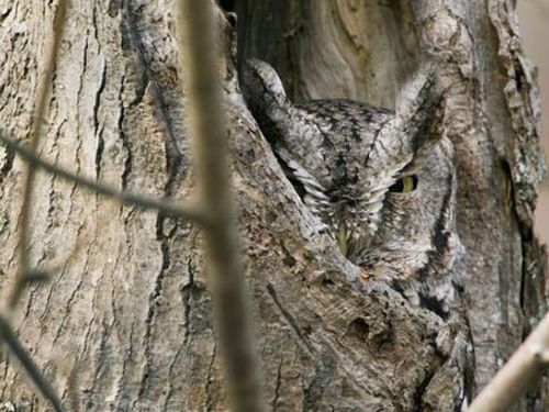 フクロウの保護色14