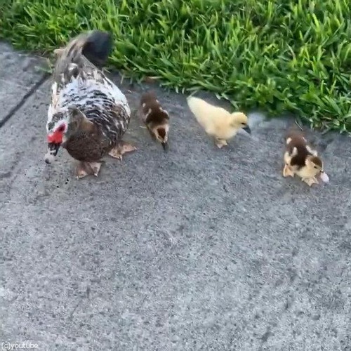 �ҥ�Ļ���������˰�������03