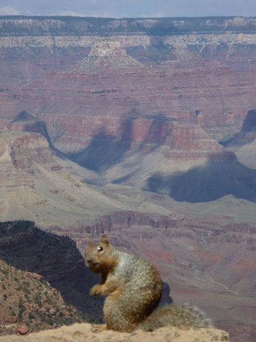13見たな…とバレた感ある動物たち
