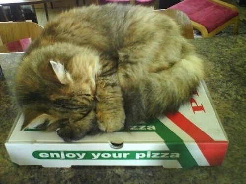ピザ猫08