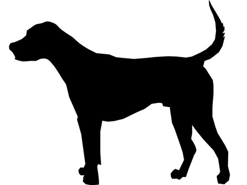 スターの資質を持った犬
