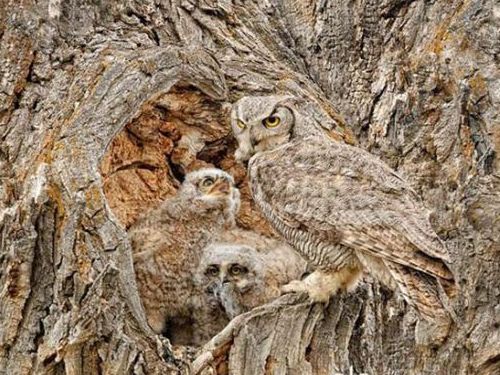 フクロウの保護色17