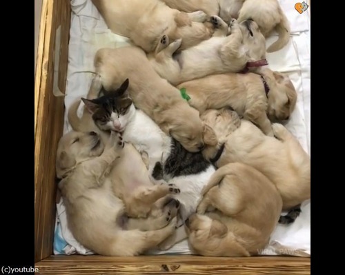 猫ベビーシッター04