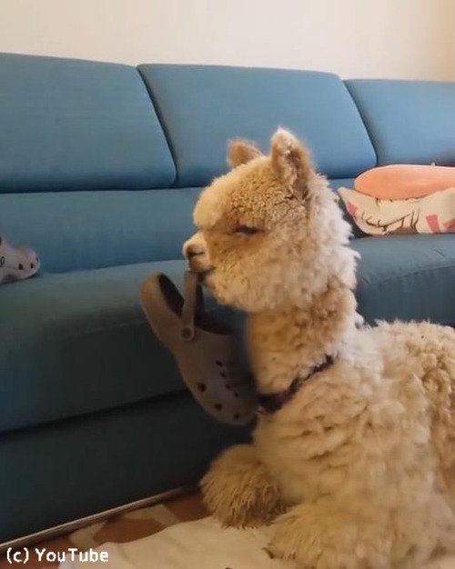 ����ѥ����󥳤Τ褦��ͷ�֤Τ�03