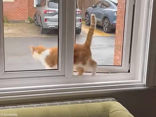 窓を開けると…おしりから入ってくる猫「ムーンウォーク!?」（動画）