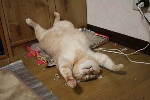 疲れ果てた犬と猫01