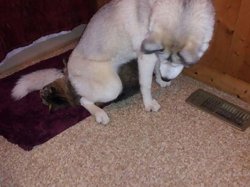 猫を屈服させる犬13