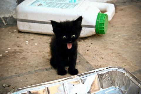 動物たちとのにらめっこ05